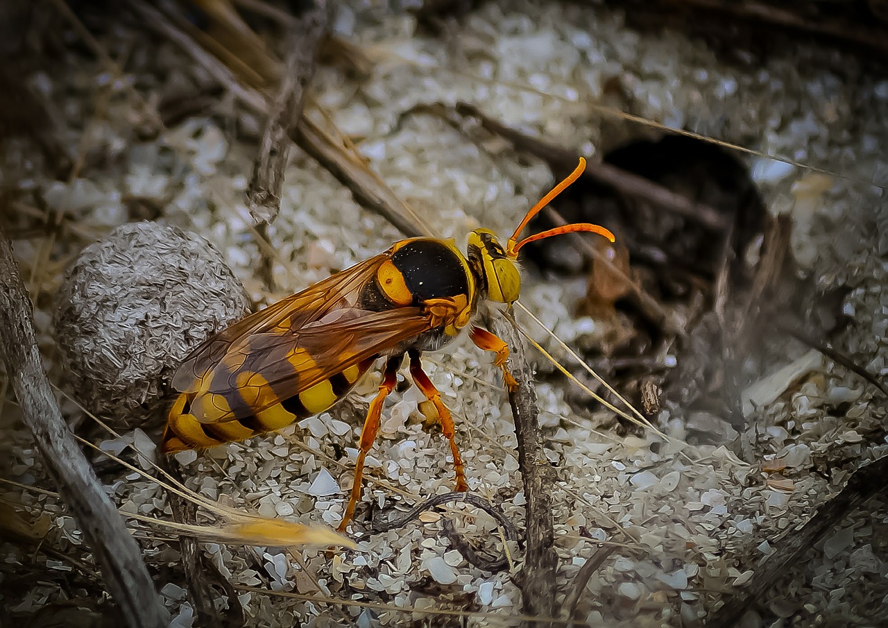 Wasps photo
